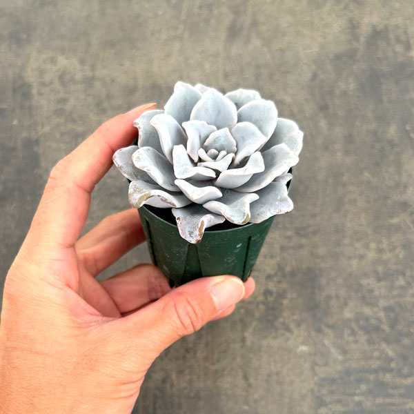 観葉植物/エケベリア：クリスペイトビューティ 2号ポット