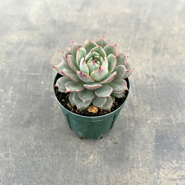 観葉植物/エケベリア：アンジーナ 2号ポット
