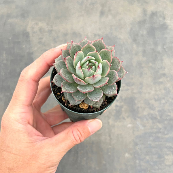 観葉植物/エケベリア：アンジーナ 2号ポット
