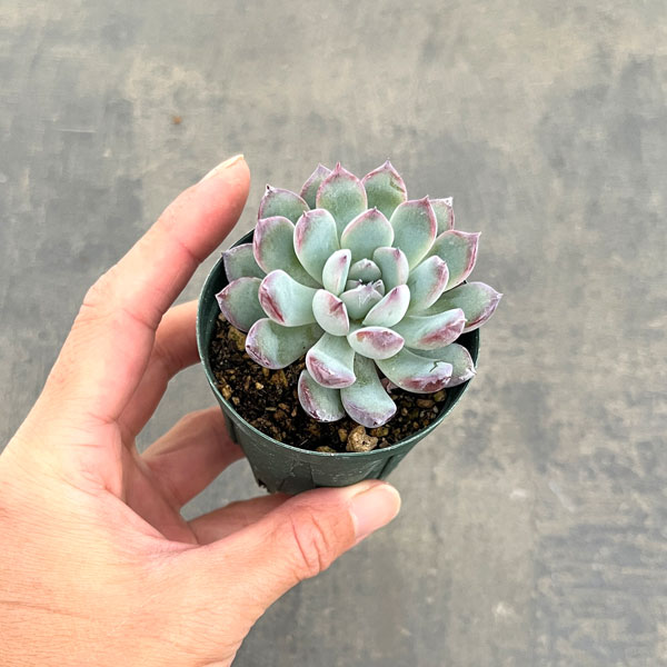 観葉植物/エケベリア：風花雪月 2号ポット