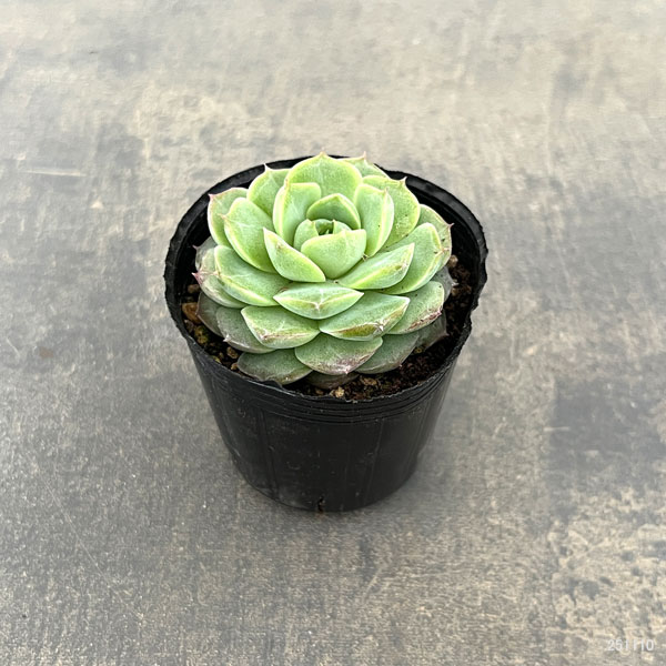 観葉植物/エケベリア：ローズフェアリー 2号ポット