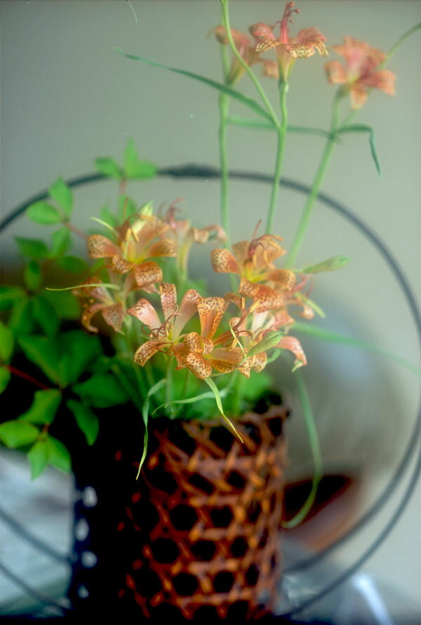 �庬/���륹�ȥ���ꥢ���С������顼1��