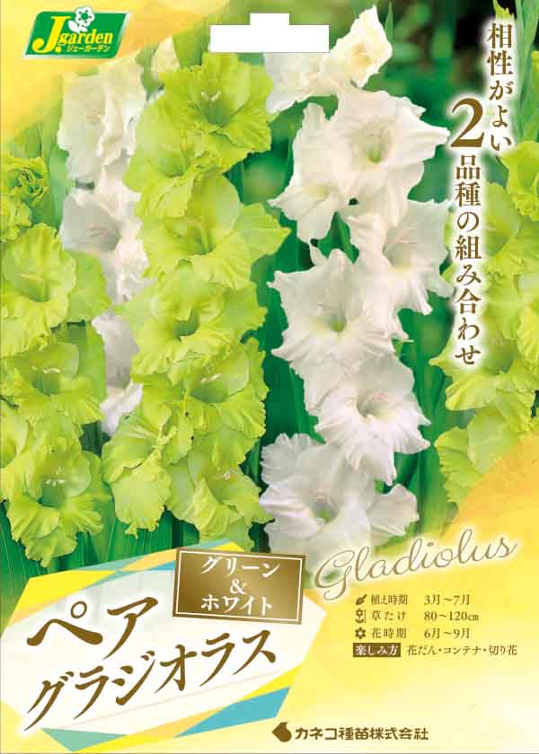 球根/（わけあり特価）グラジオラス（ペア）：グリーン＆ホワイト 6球入り