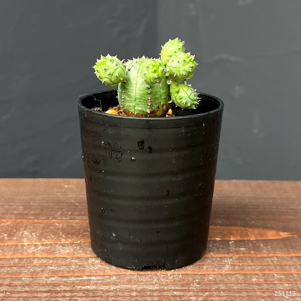 観葉植物/ユーフォルビア：オベサ ブロウ 2.5号鉢植え engei2-10320320 園芸ネット プラス サンプル画像2