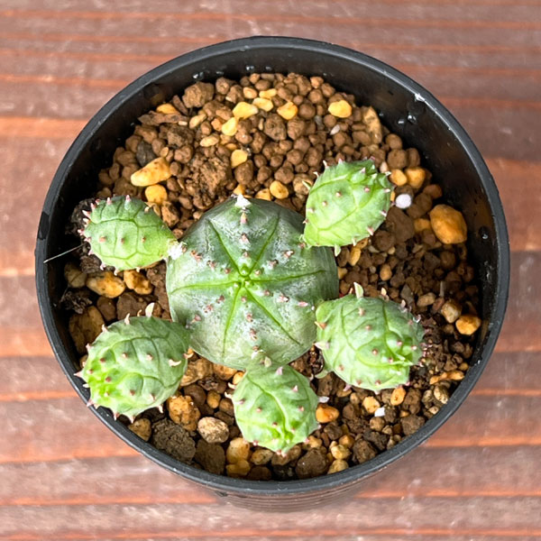 観葉植物/ユーフォルビア：オベサ ブロウ 2.5号鉢植え engei2-10320320 園芸ネット プラス サンプル画像3