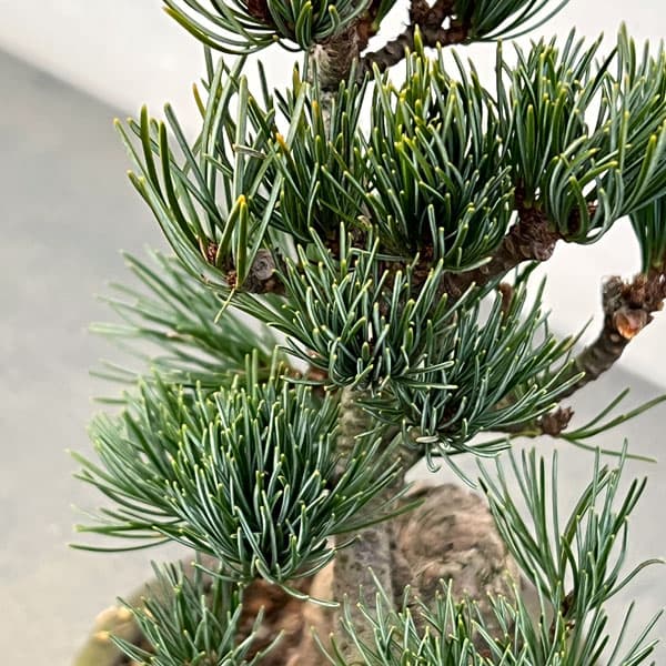 ���襦�ޥġʸ��վ��ˡ������ߺ� 25-03