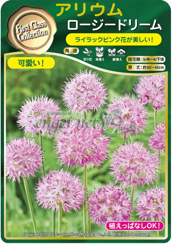 ���ꥦ�ࡧ���������ɥ꡼��3�忢��3��ݥå�