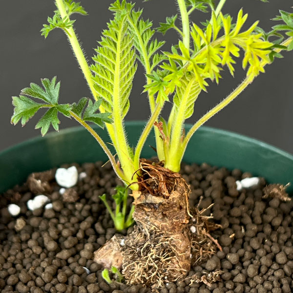 観葉植物/ペラルゴニウム：ラパセウム 3.5号鉢植え