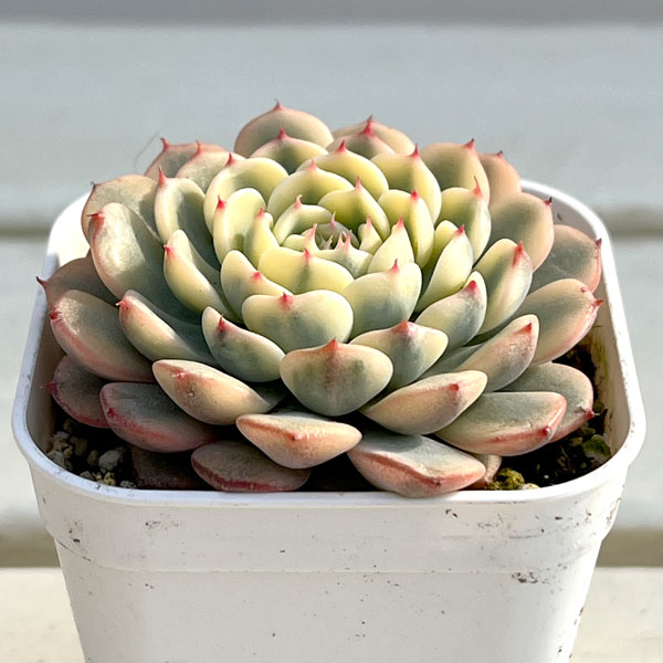 観葉植物/エケベリア：ブルーミニマ錦 2.5号