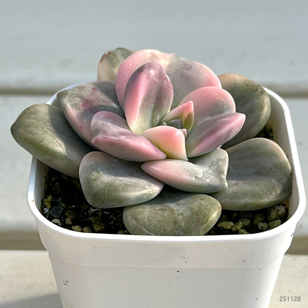 観葉植物/エケベリア：パープルディライト錦 2.5号