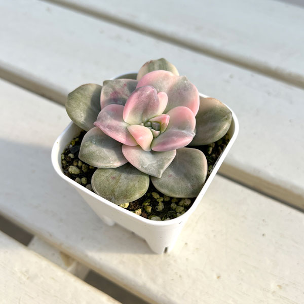 観葉植物/エケベリア：パープルディライト錦 2.5号