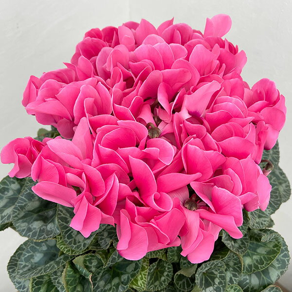 （わけあり特価）25-03：シクラメン：シューベルト8号鉢植え・福田桂祐氏