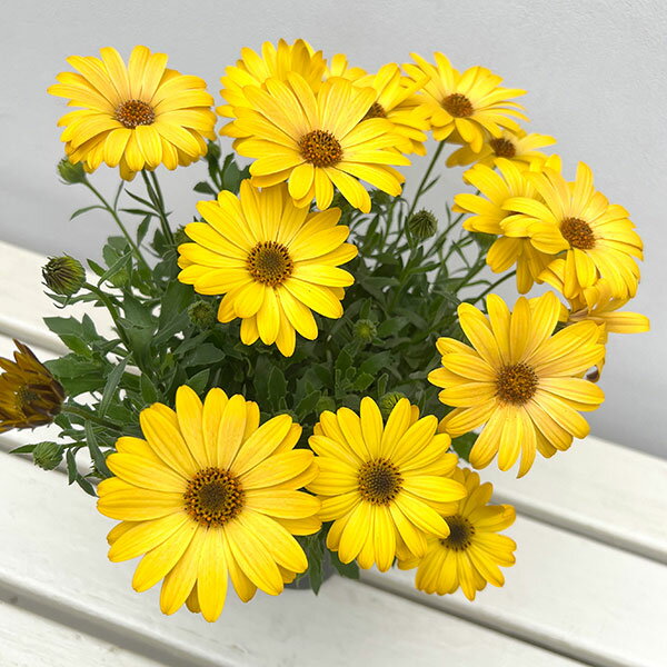 �����ƥ����ڥ�ޥࡧ����˥ƥ� �ǥ����ץ�������5��ȭ����