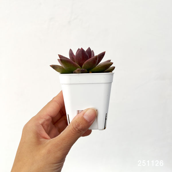 観葉植物/エケベリア：パープルローズ 2.5号ポット