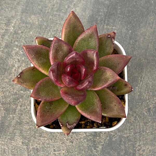観葉植物/エケベリア：パープルローズ 2.5号ポット