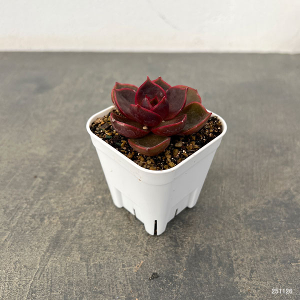 観葉植物/エケベリア：トラフィックライト 2.5号ポット