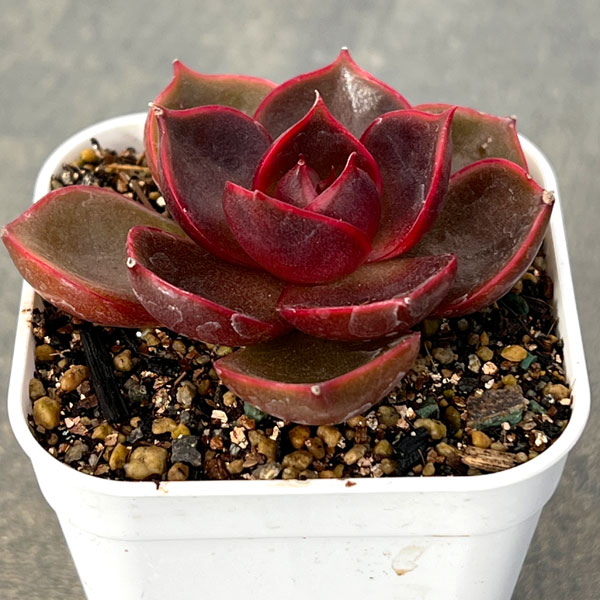 観葉植物/エケベリア：トラフィックライト 2.5号ポット