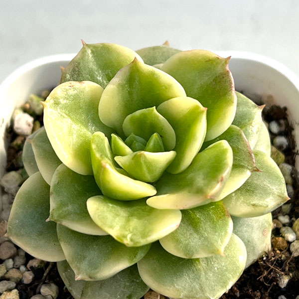 観葉植物/エケベリア：ローリー錦 2.5号