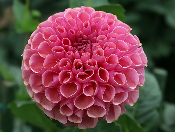 �庬/���ꥢ�ε庬���ʥܡ���餭�淿�˥ȥ��ᥭ1��