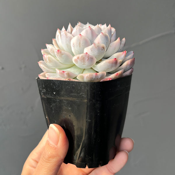 観葉植物/エケベリア：スノーバル錦 2.5号