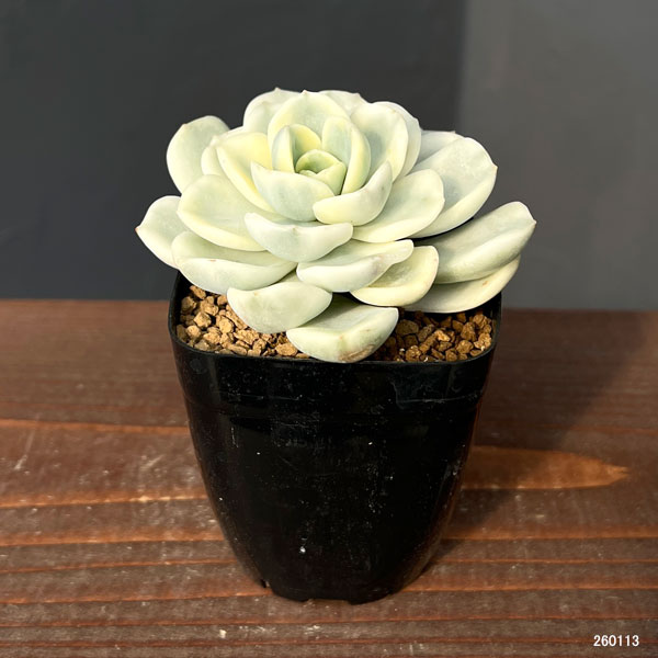 観葉植物/エケベリア：フレンドシップ錦 2.5号ポット