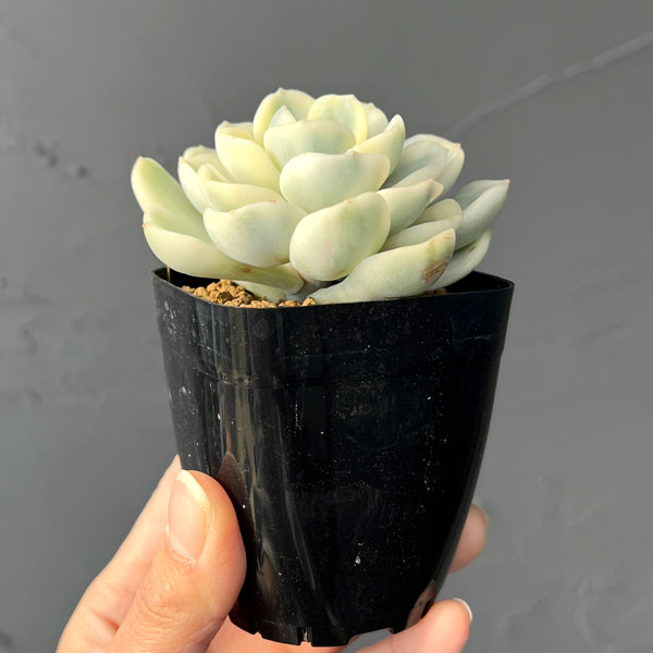 観葉植物/エケベリア：フレンドシップ錦 2.5号ポット