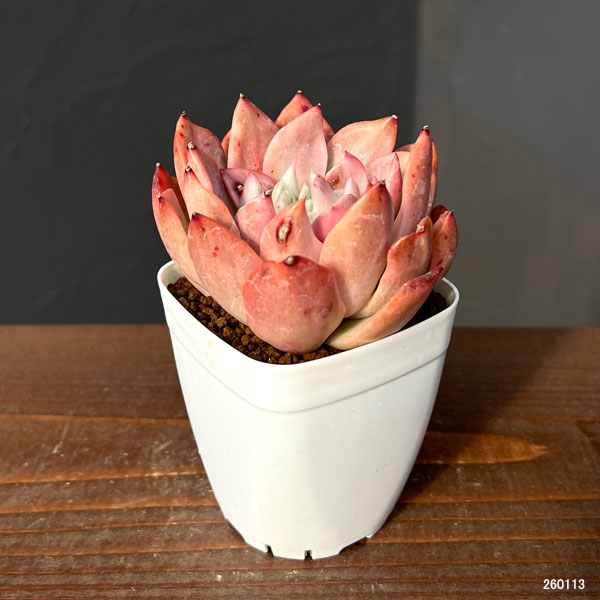 観葉植物/エケベリア：フローリアナ錦 2.5号ポット