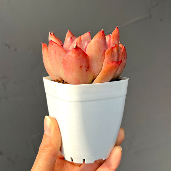 観葉植物/エケベリア：フローリアナ錦 2.5号ポット