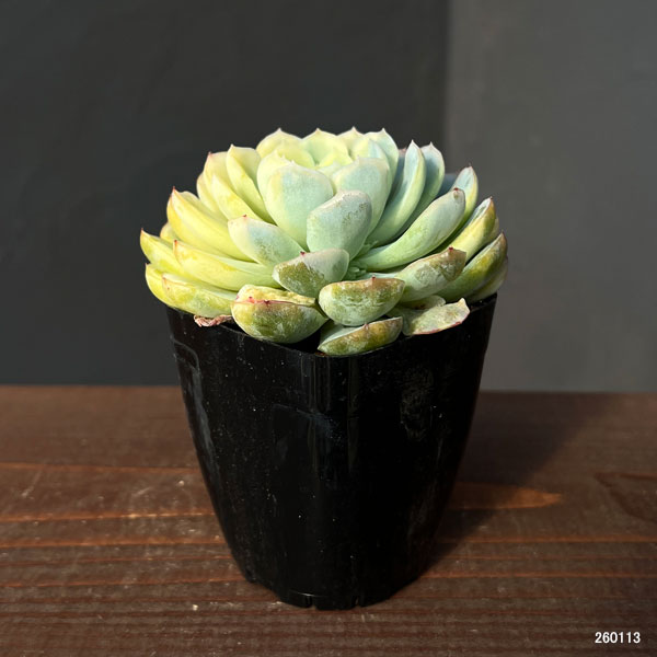 観葉植物/エケベリア：ツインベリー錦 2.5号