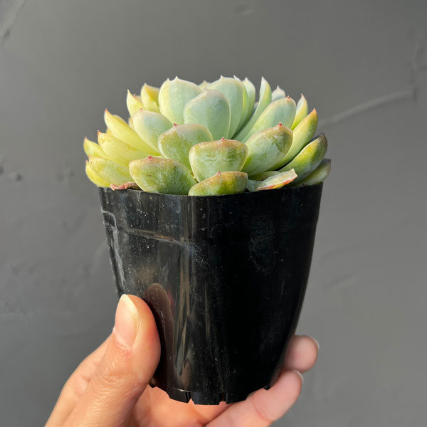 観葉植物/エケベリア：ツインベリー錦 2.5号