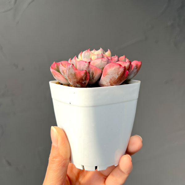 観葉植物/エケベリア：レインドロップ錦 2.5号ポット