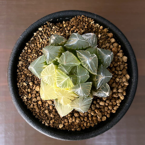 観葉植物/ハオルチア：白銀レンズオブツーサ錦 2.5号鉢植え
