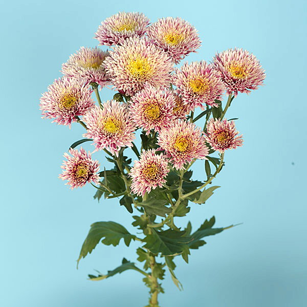 園芸ネット プラスの草花の苗/秋咲スプレー菊：ルーケ 白桃八重 2.5号ポット｜アングル2