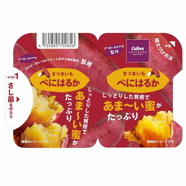 野菜の苗/サツマイモ苗：カルビーかいつか べにはるか(PVP)3.5号ポット