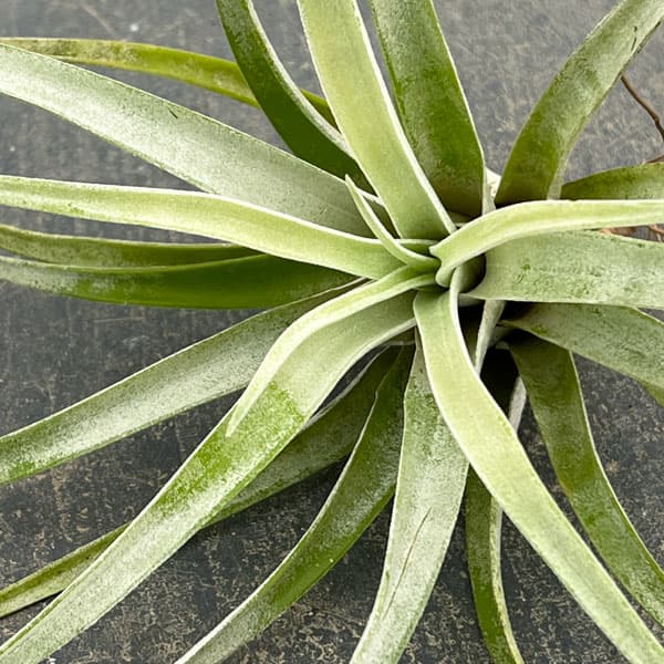 観葉植物/チランジア：ハリシー LLサイズ（長さ約13-16cm）