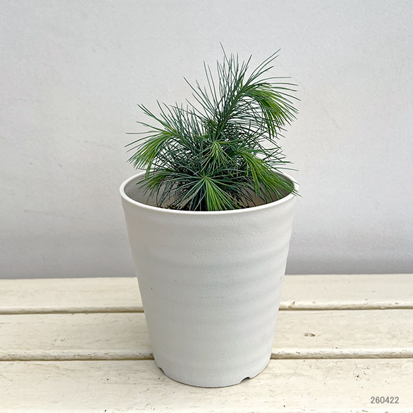 花木 庭木の苗/マツ（松）：マルチネスピニョンマツ5号鉢植え