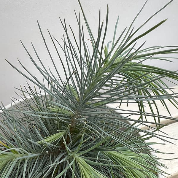 花木 庭木の苗/マツ（松）：マルチネスピニョンマツ5号鉢植え