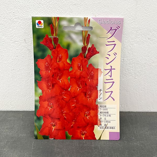 球根/（わけあり特価）グラジオラス：チノン 5球入り