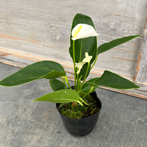 ���󥹥ꥦ�ࡧ������ץ��ʥ�����ץ����򿧡�3��ݥå�