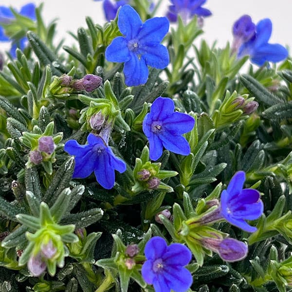 ��֤���/�ե����ƥ������Υǥ��ե�����3.5��ݥå�