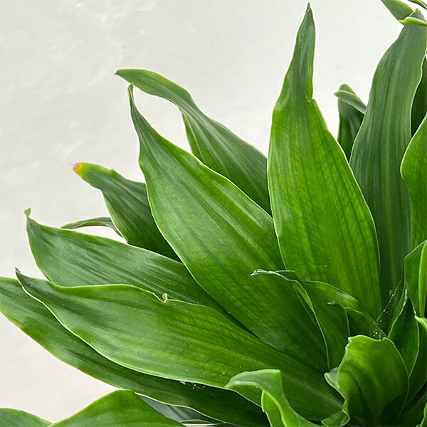 観葉植物/ドラセナ：コンパクタ 7号*