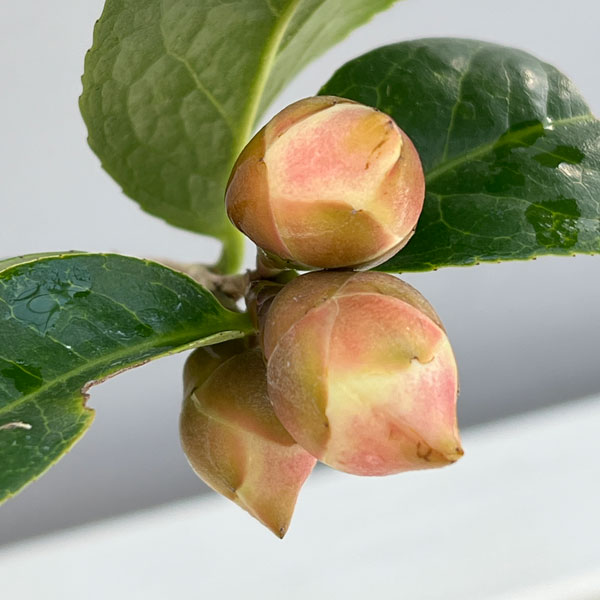 �ĥХ����ءˡ��鲫�ʥ��祳���˶ʤ��� 3.5�澢ȭ����