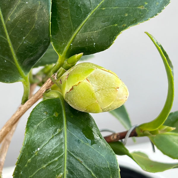 �ĥХ����ءˡ�ɩ���ʤҤ����餤�ȡ˶ʤ��� 3.5�澢ȭ����