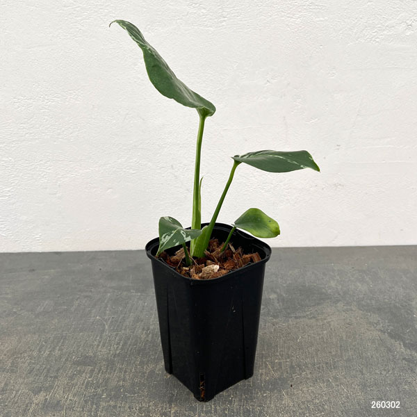 観葉植物/モンステラ：デリシオーサ バルバソー 3.5号ポット26-01 engei2-10325035 園芸ネット プラス サンプル画像2