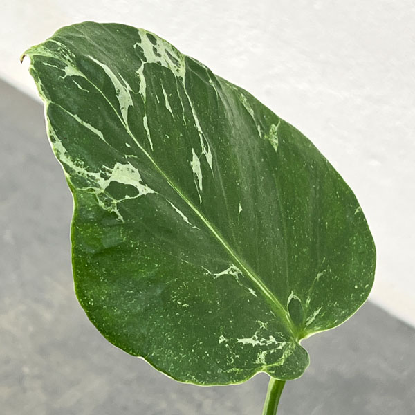 観葉植物/モンステラ：デリシオーサ バルバソー 3.5号ポット26-01 engei2-10325035 園芸ネット プラス サンプル画像3