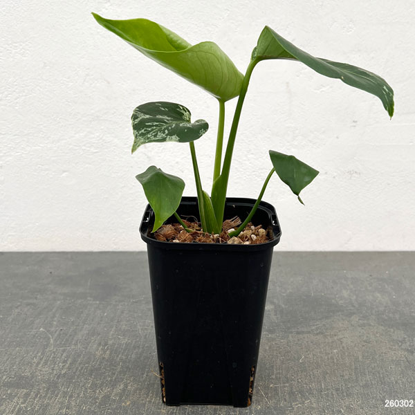 観葉植物/モンステラ：デリシオーサ バルバソー 3.5号ポット26-05 engei2-10325038 園芸ネット プラス サンプル画像2