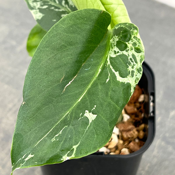 観葉植物/モンステラ：デリシオーサ バルバソー 3.5号ポット26-05 engei2-10325038 園芸ネット プラス サンプル画像3
