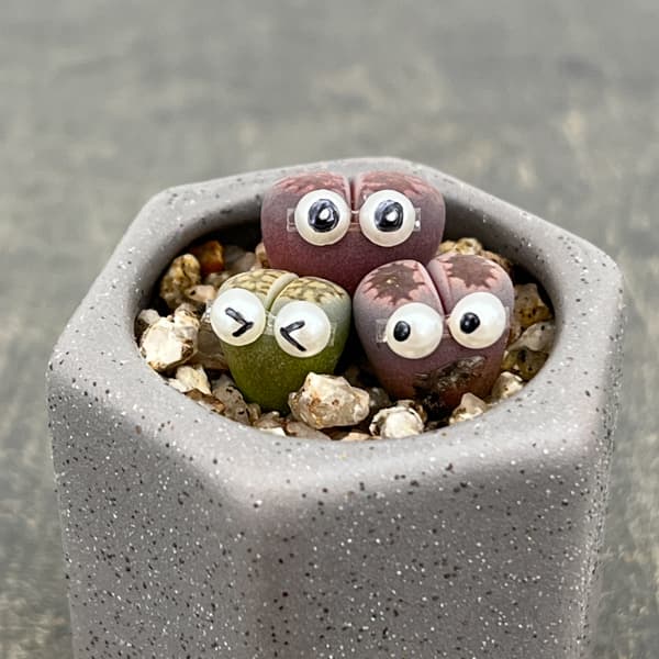 観葉植物/リトープス：リトープス星人 2号陶器鉢（グレー）