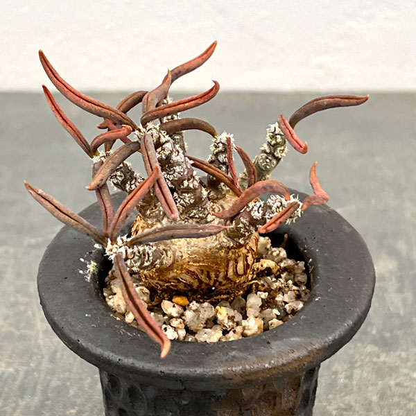 ���տ�ʪ/�桼�ե���ӥ��������ɥ�ե��ꥢ 2.5��ƫ��ȭ����26-01