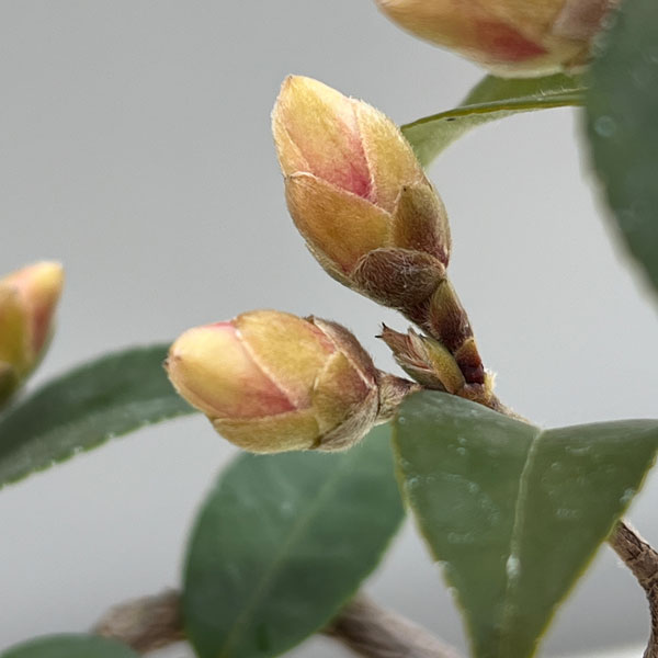 ツバキ（椿）：タイニープリンセス 曲がり 3.5号匠鉢入り